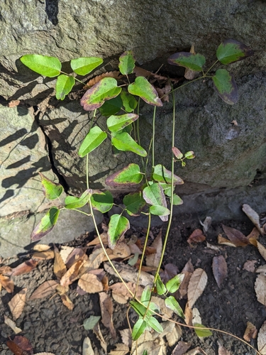 Image of Three-Leaf Akebia (Akebia trifoliata) by (c) mami_t_t, some rights reserved (CC BY)