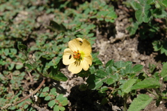 Kallstroemia rosei