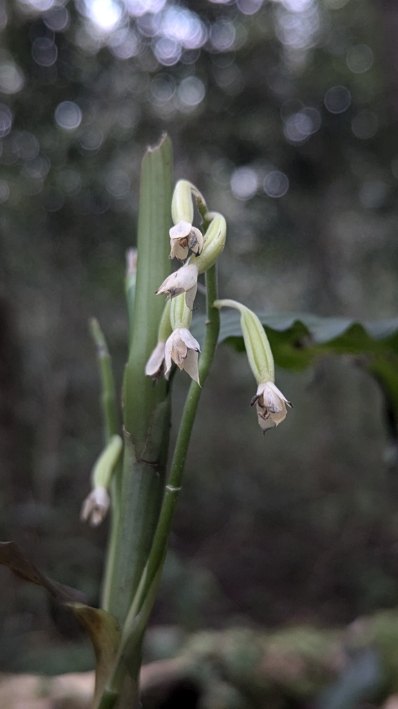 Calanthe longipes