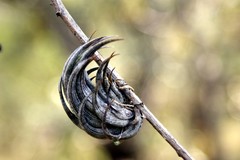 Tillandsia circinnatioides