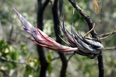 Tillandsia circinnatioides