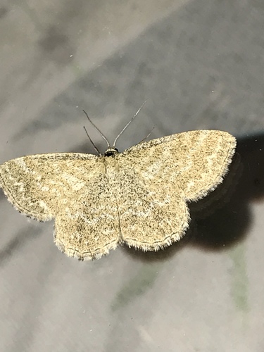 Lewes Wave, 789 01, Zborov, Olmütz, CZ, photo 6 of 10
