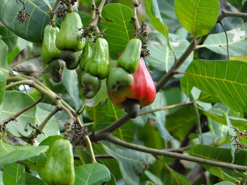 Anacardium occidentale - Whole tree