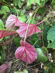 Begonia grandis