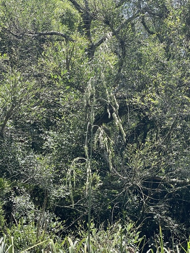 Festuca fimbriata