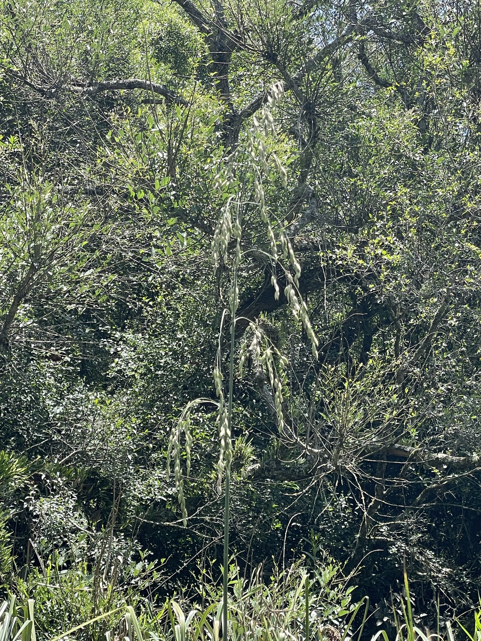 Festuca fimbriata