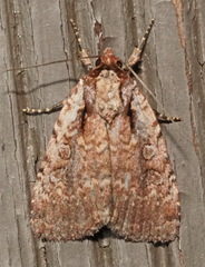 Eueretagrotis attentus