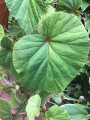 Begonia grandis
