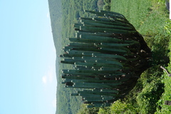 Pachycereus weberi