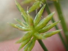 Cyperus grayi