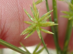 Cyperus grayi