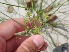 Cyperus grayi