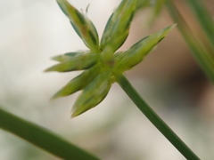 Cyperus grayi