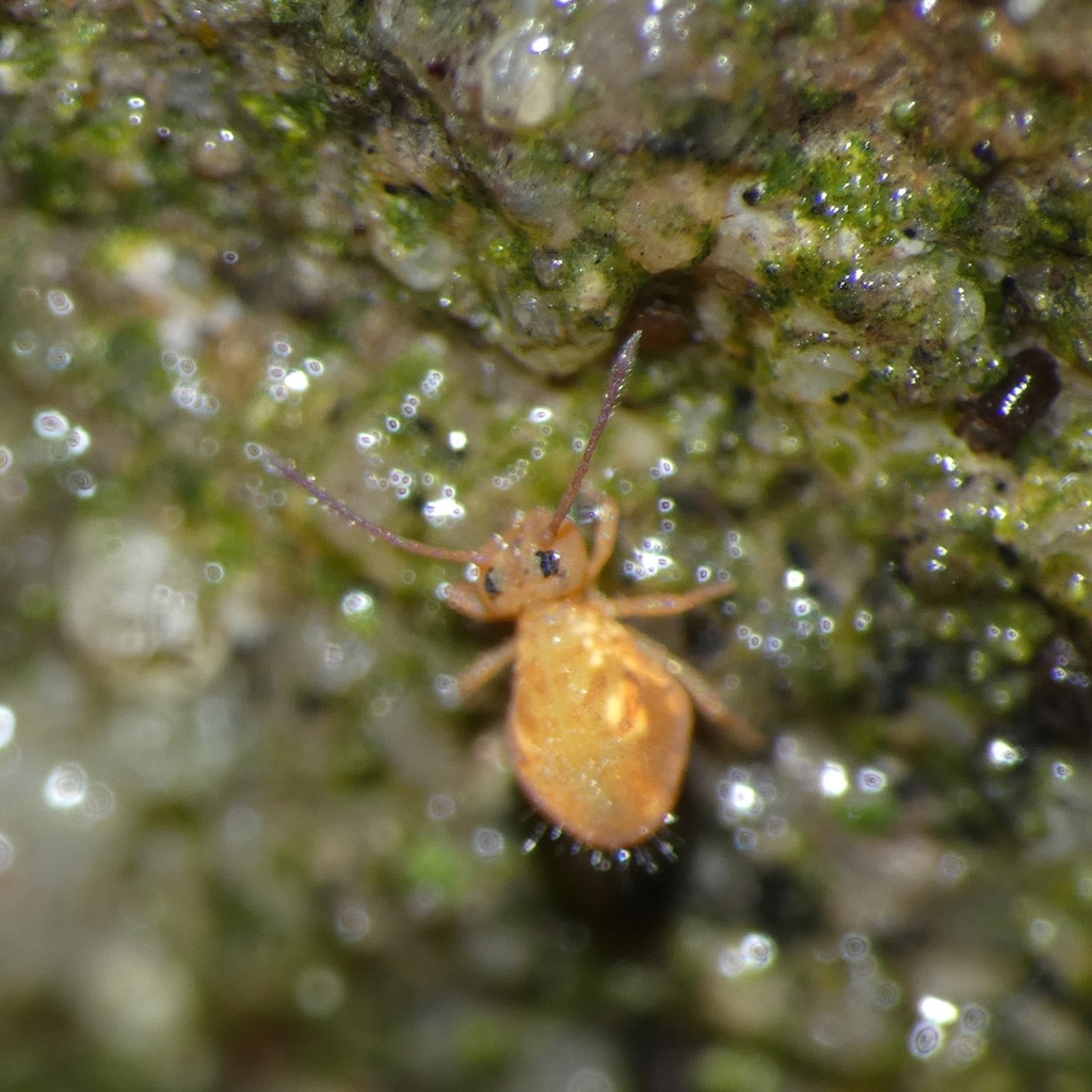Dicyrtomina flavosignata