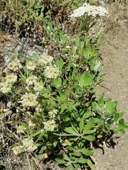 Eriogonum heracleoides