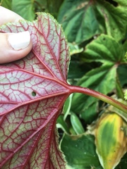 Begonia grandis