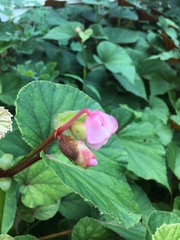 Begonia grandis