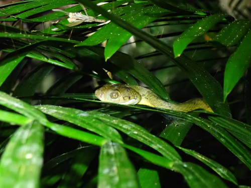 Brown Tree Snake sighting