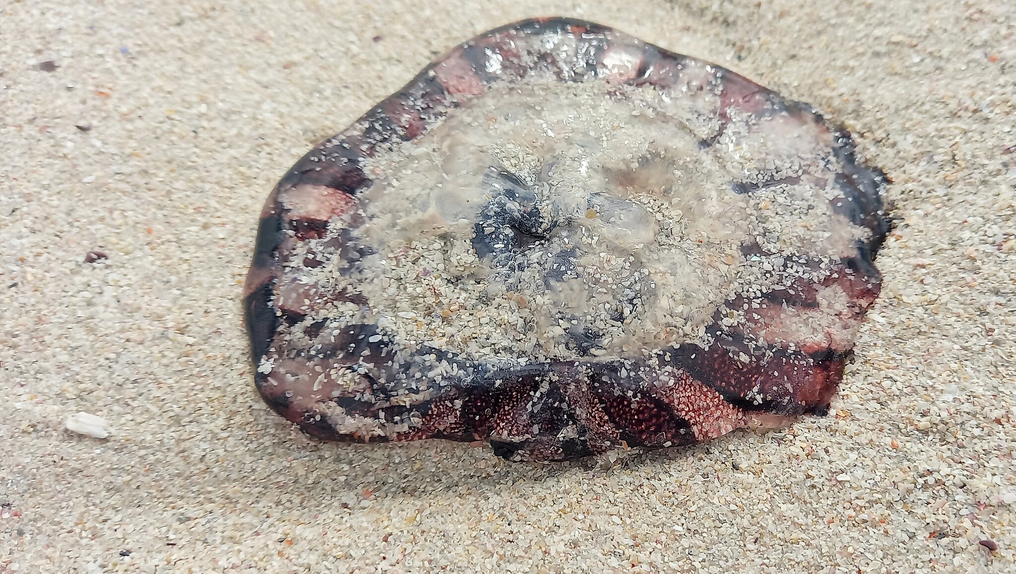 Chrysaora agulhensis Ras, Neethling, Engelbrecht, Morandini, Bayha, Skrypzeck & Gibbons, 2020