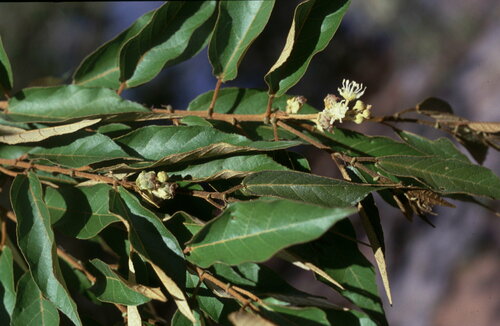 Croton potaroensis