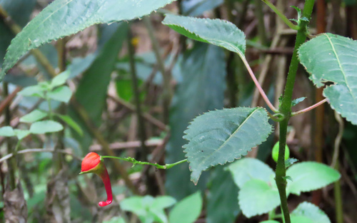Impatiens sakeriana