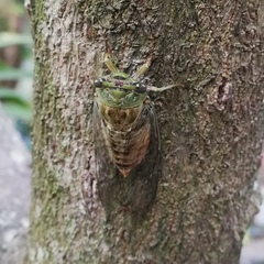 Cicadidae
