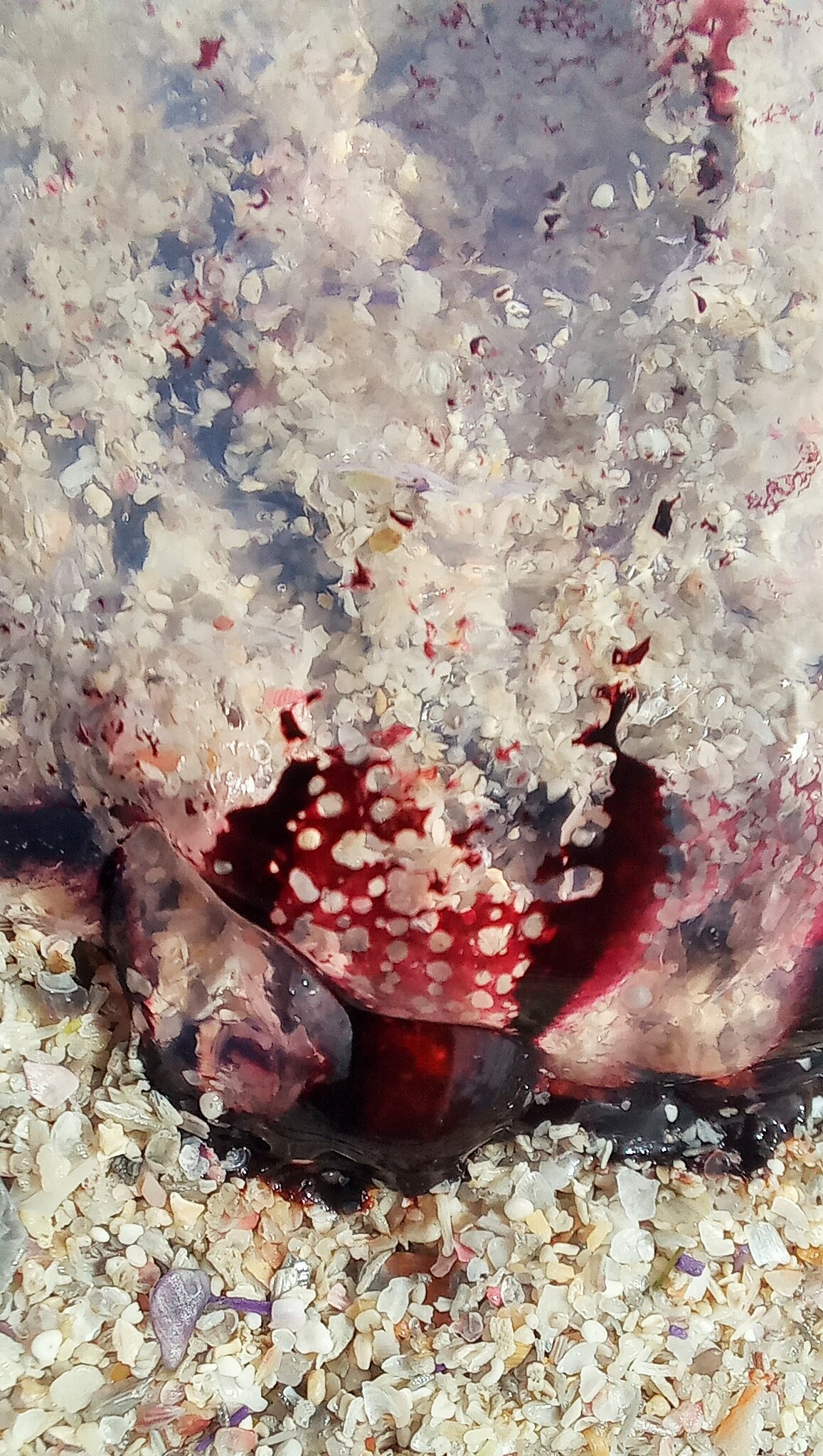 Chrysaora agulhensis Ras, Neethling, Engelbrecht, Morandini, Bayha, Skrypzeck & Gibbons, 2020