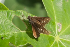 Nyctelius nyctelius