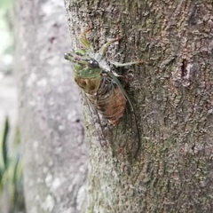 Cicadidae