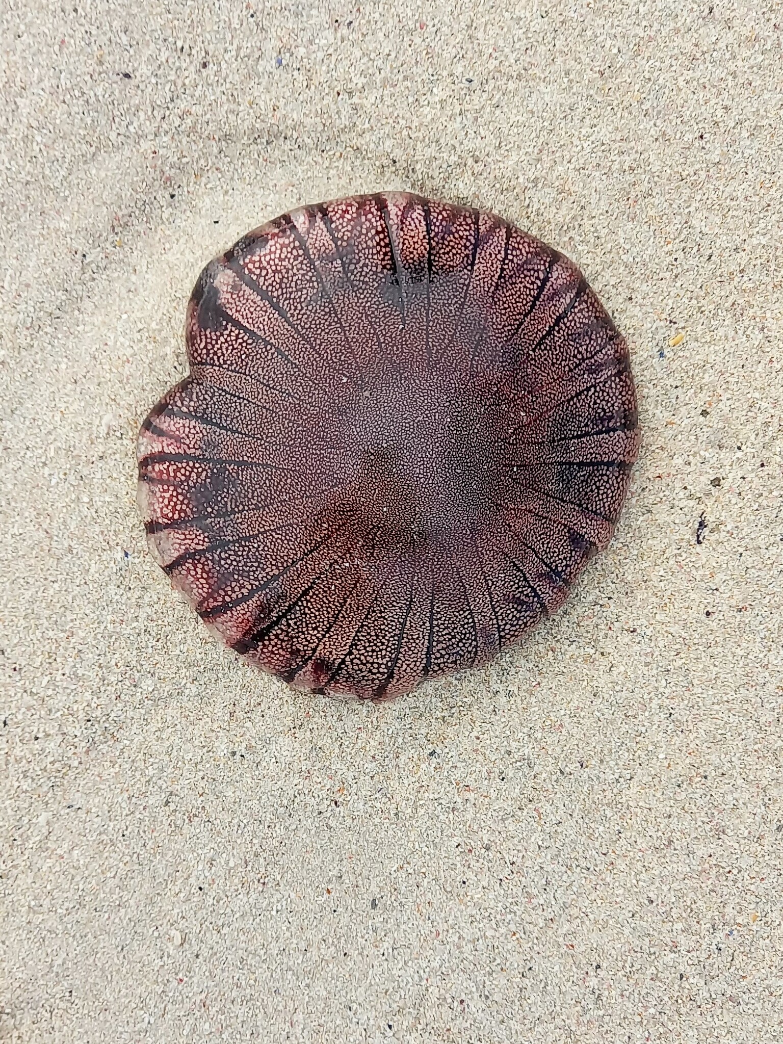 Chrysaora agulhensis Ras, Neethling, Engelbrecht, Morandini, Bayha, Skrypzeck & Gibbons, 2020
