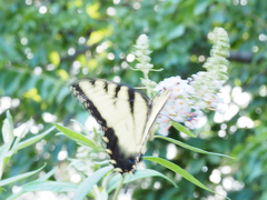 Papilio glaucus