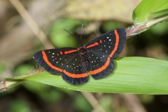 Amarynthis meneria
