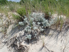 Artemisia stelleriana