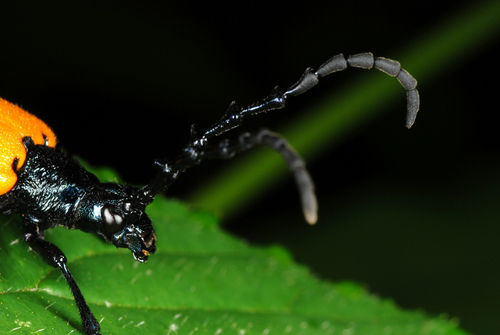 Eastern Elderberry Borer photo 2