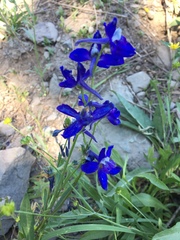 Delphinium burkei