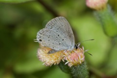 Cupido comyntas texana