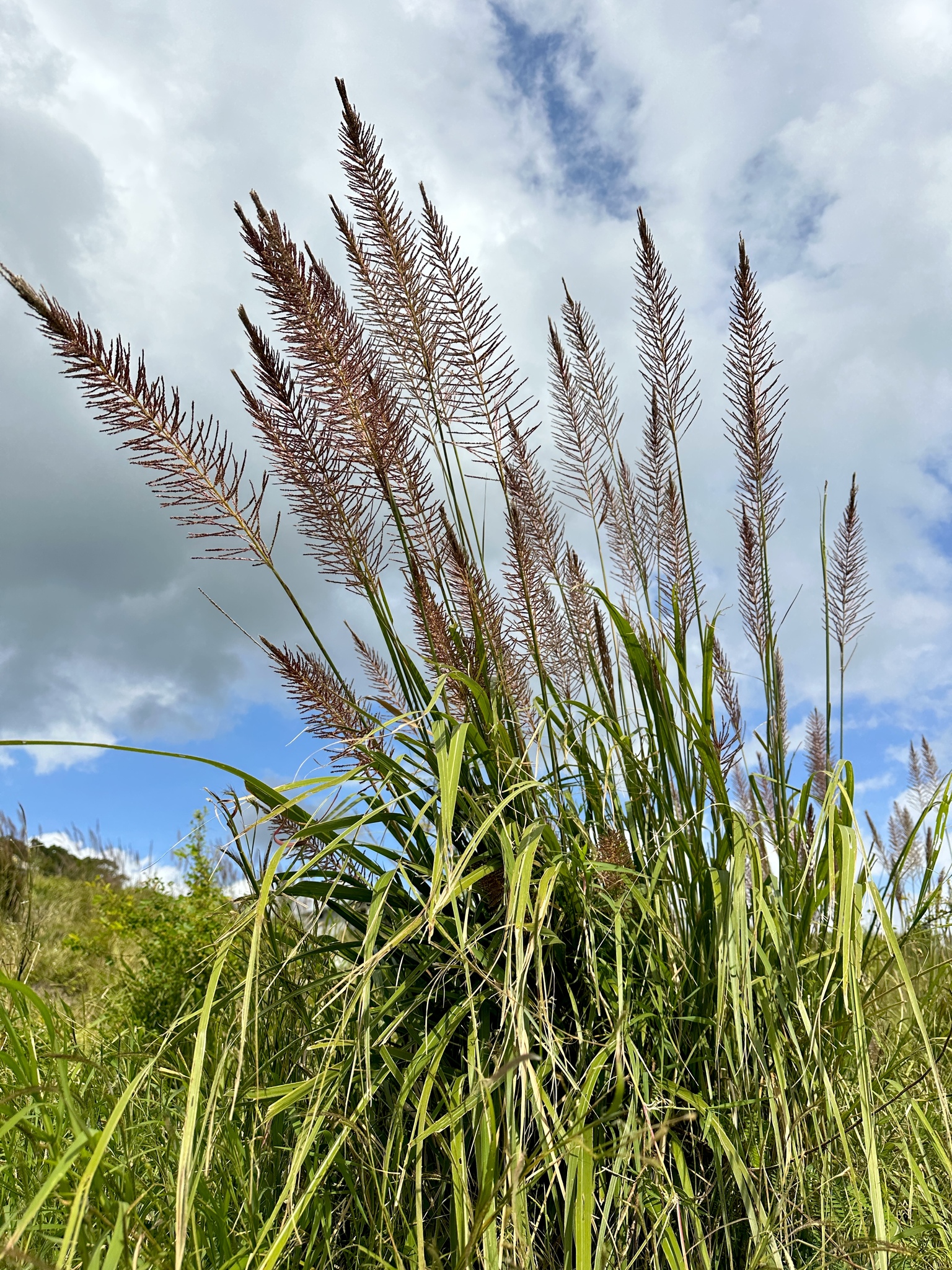 Saccharum narenga