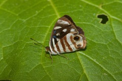 Dynamine gisella