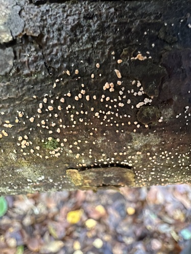Acrostalagmus luteoalbus, 2024-11-20