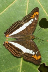 Adelpha alala
