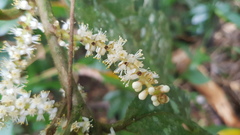 Symplocos paucistaminea