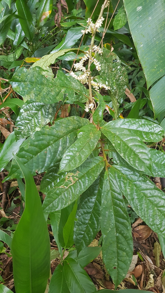 Symplocos paucistaminea
