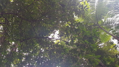 Symplocos paucistaminea