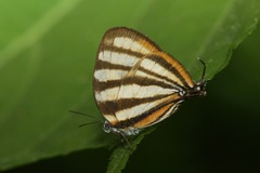 Arawacus separata