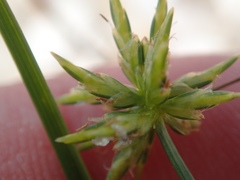 Cyperus grayi