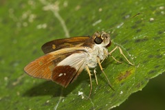 Calpodes esperi