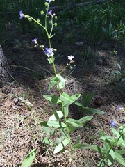 Hackelia velutina