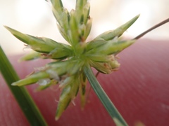 Cyperus grayi
