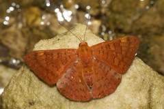Emesis mandana