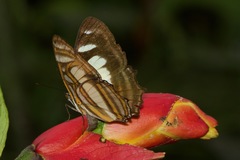 Metamorpha elissa